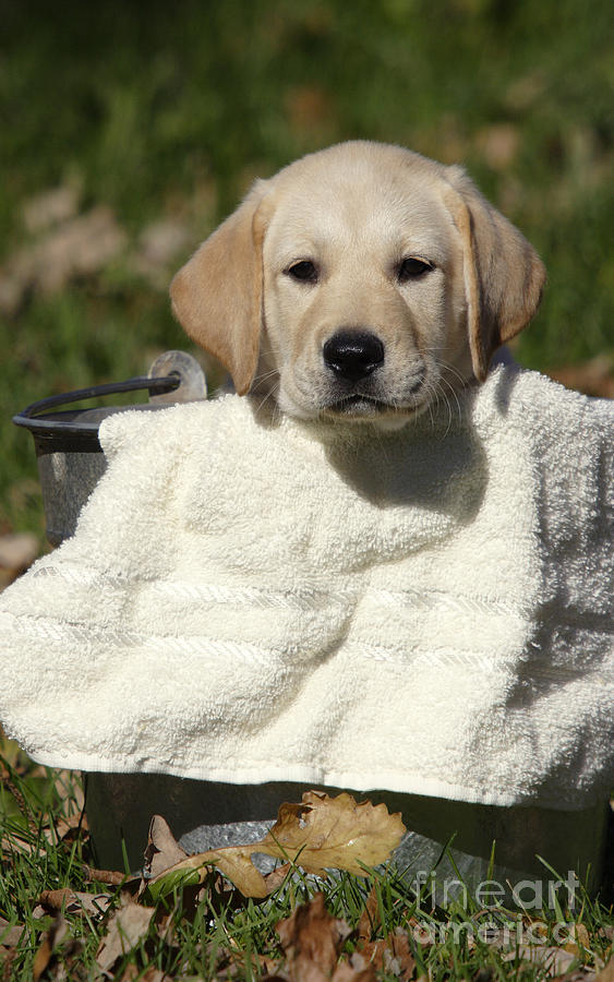 Yellow Labrador Puppy Photograph by Linda Freshwaters Arndt