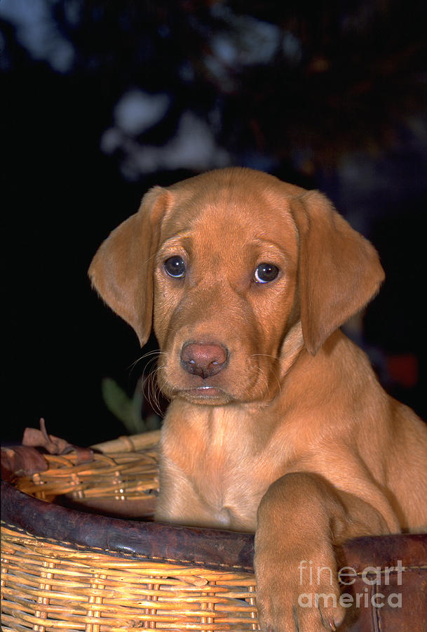 Yellow Labrador Retriever Puppy 8 Weeks Photograph by William H. Mullins
