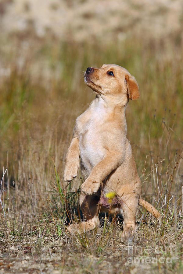 Yellow Labrador Retriever puppy begging Photograph by Dog Photos