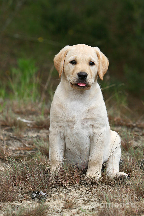 Yellow Labrador Retriever Puppy Photograph By Dog Photos