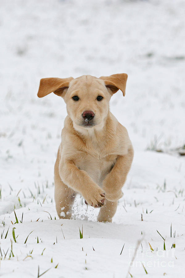 labrador puppy running