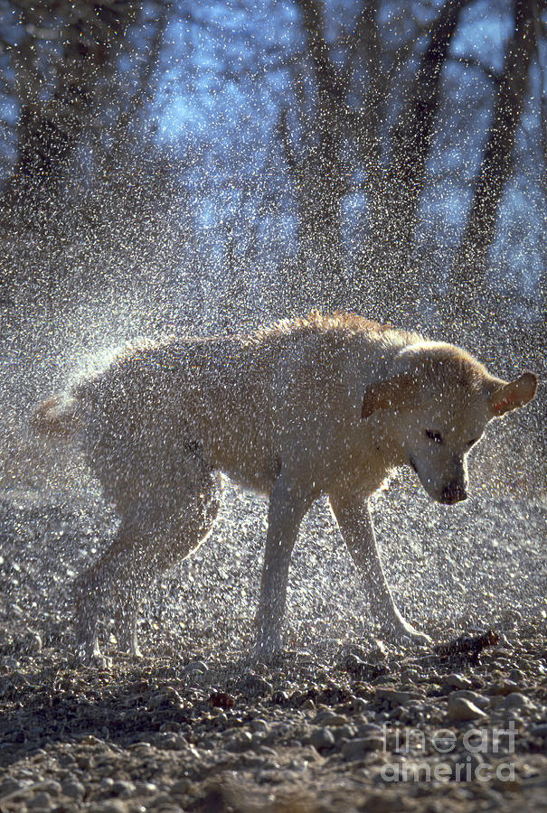 Yellow Labrador Retriever Shaking Photograph by William H. Mullins
