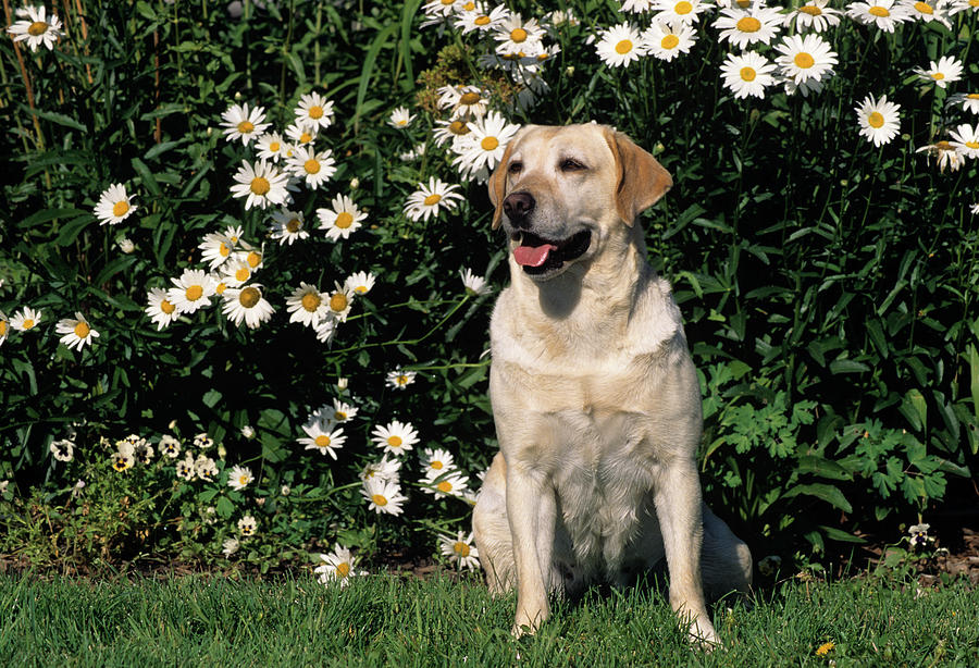 Horizontal Photograph - Yellow Labrador Retriever Sitting by Animal Images Horizontal Photograph - Yellow Labrador Retriever Sitting by Animal Images