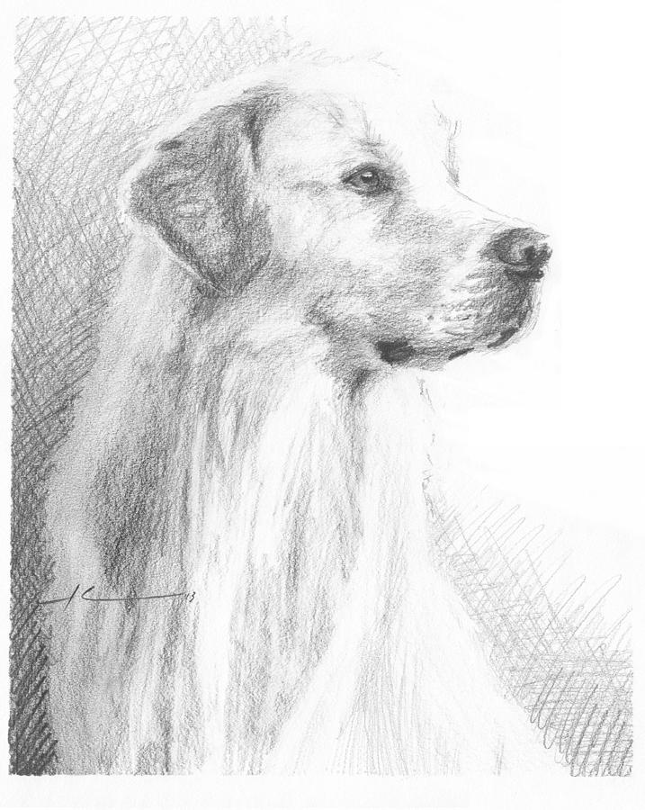 Yellow Labrador Show Dog Pencil Portrait Drawing by Mike Theuer