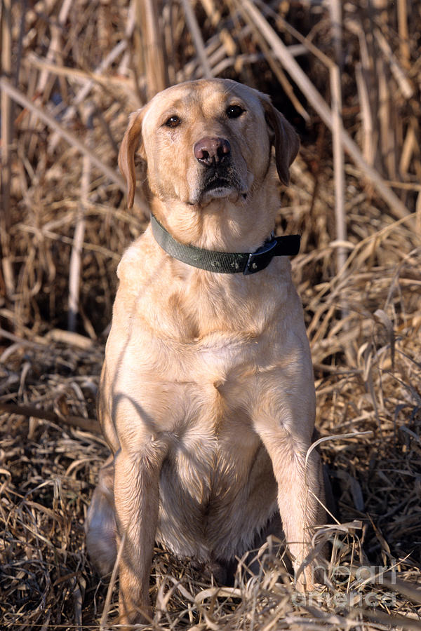 Yellow Labrador Photograph by William H. Mullins