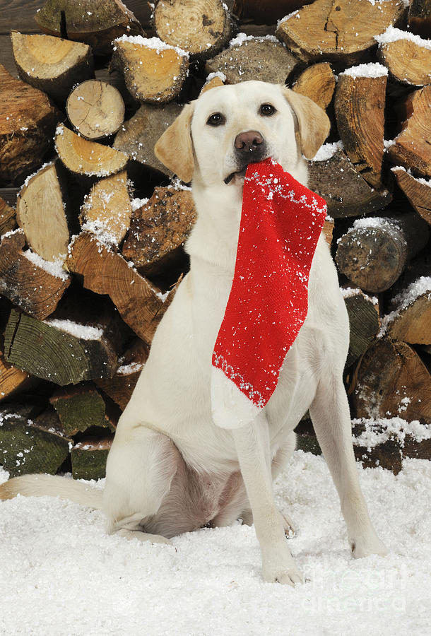Yellow Labrador With Stocking Photograph by John Daniels