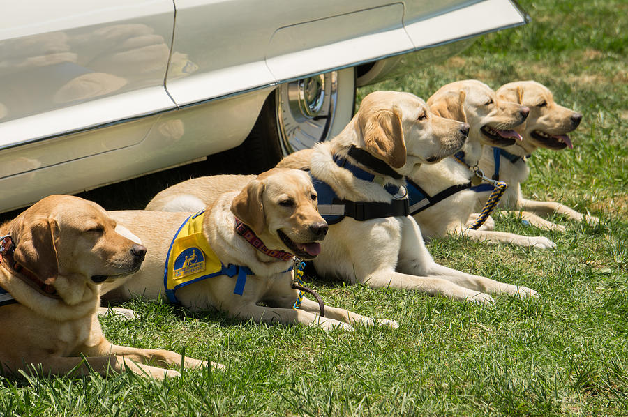 Yellow Labs in Training Photograph by Weir Here And There