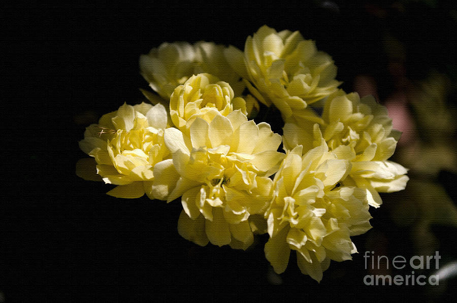 Flower Photograph - Yellow Lady by Debra Johnson
