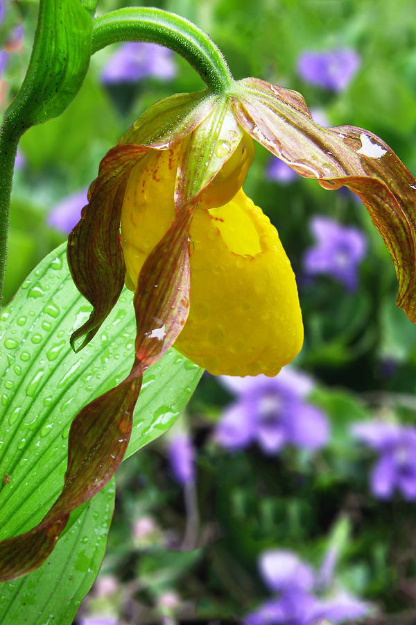 Yellow Lady Slipper Photograph by White Mountain Images