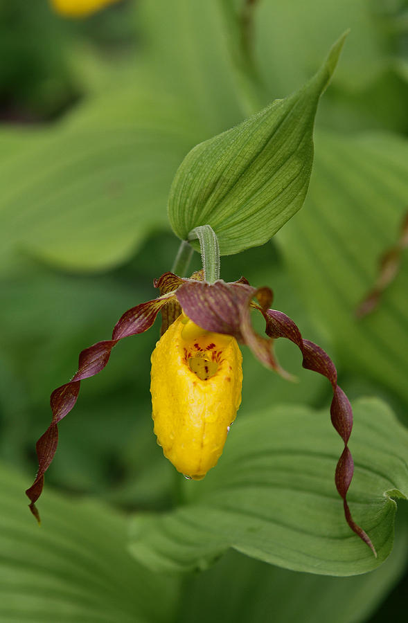 Yellow Lady Slipper Photograph by Juergen Roth