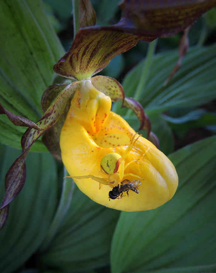 Yellow Lady Slipper Photograph by Nancy Griswold