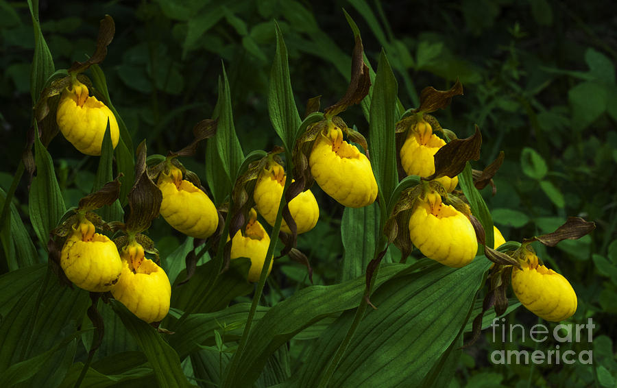 Wildflowers Yellow Lady Slipper Orchids 2 Photograph by Bob Christopher