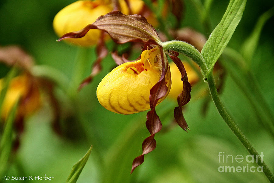 Yellow Lady Slipper Photograph by Susan Herber