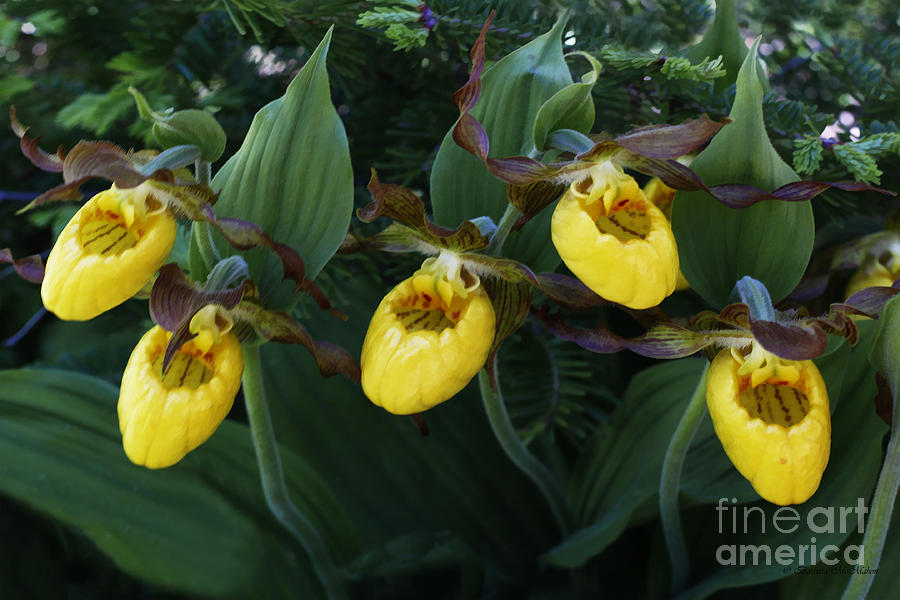 Yellow Lady Slippers on Forest Floor Photograph by Barbara McMahon