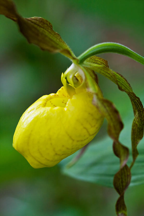 Yellow Ladys Slipper Photograph by Melinda Fawver