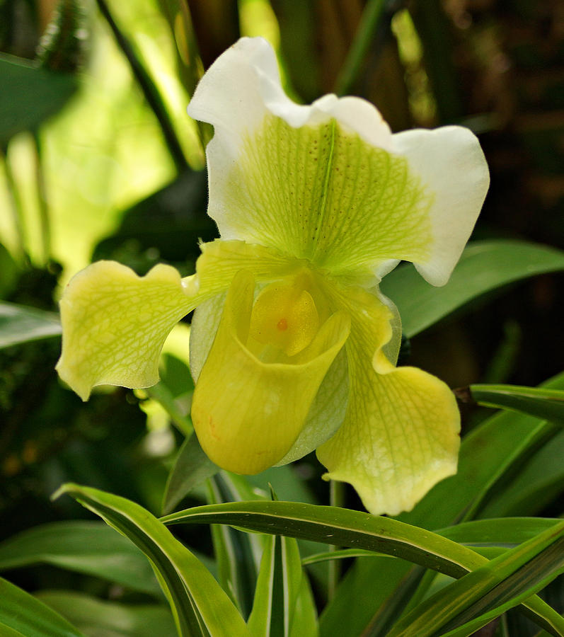 Orchid Photograph - Yellow Ladys Slipper Orchid by Sandy Keeton