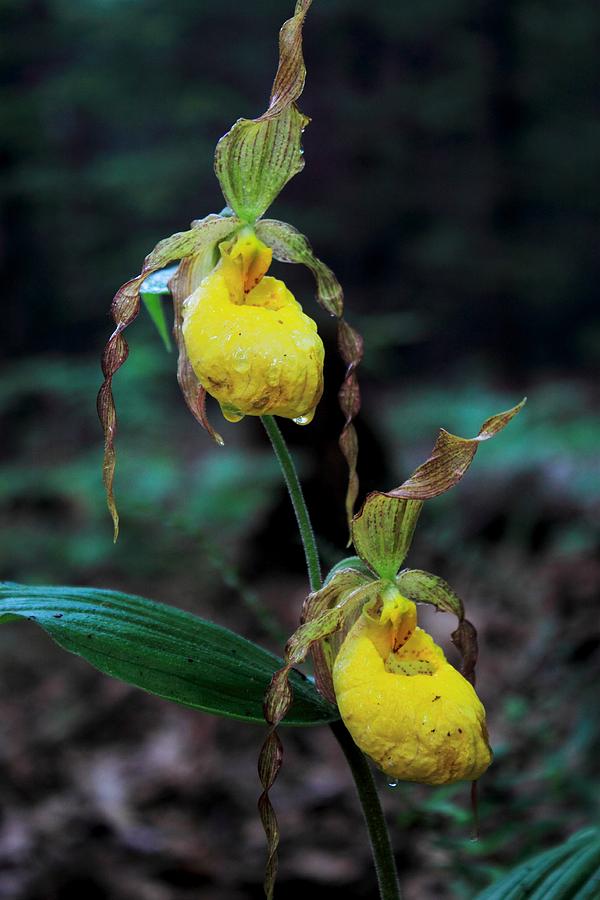 Yellow Ladys Slipper Twin Flowers Photograph by John Burk