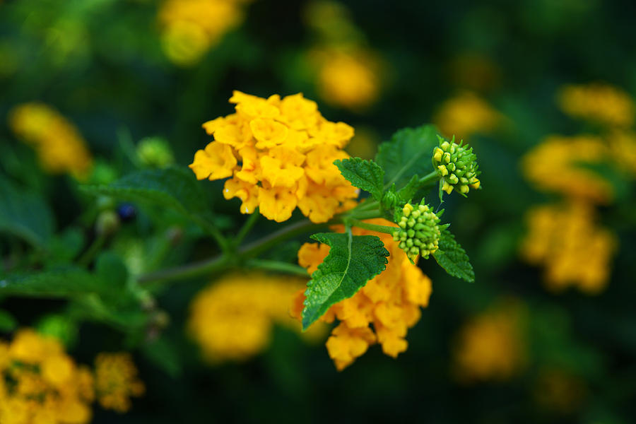 Yellow Lantana Photograph