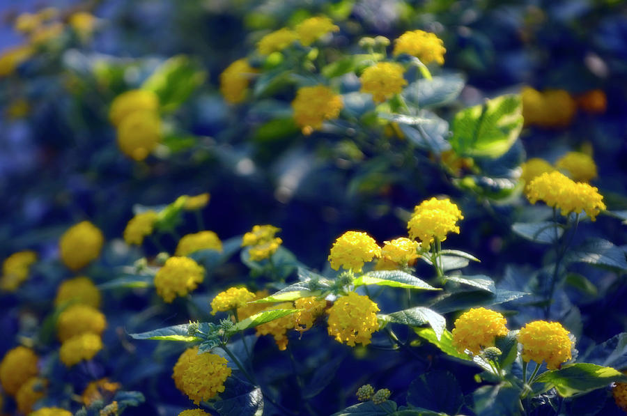 Nature Photograph - Yellow Lantana (lantana Camara) by Maria Mosolova/science Photo Library