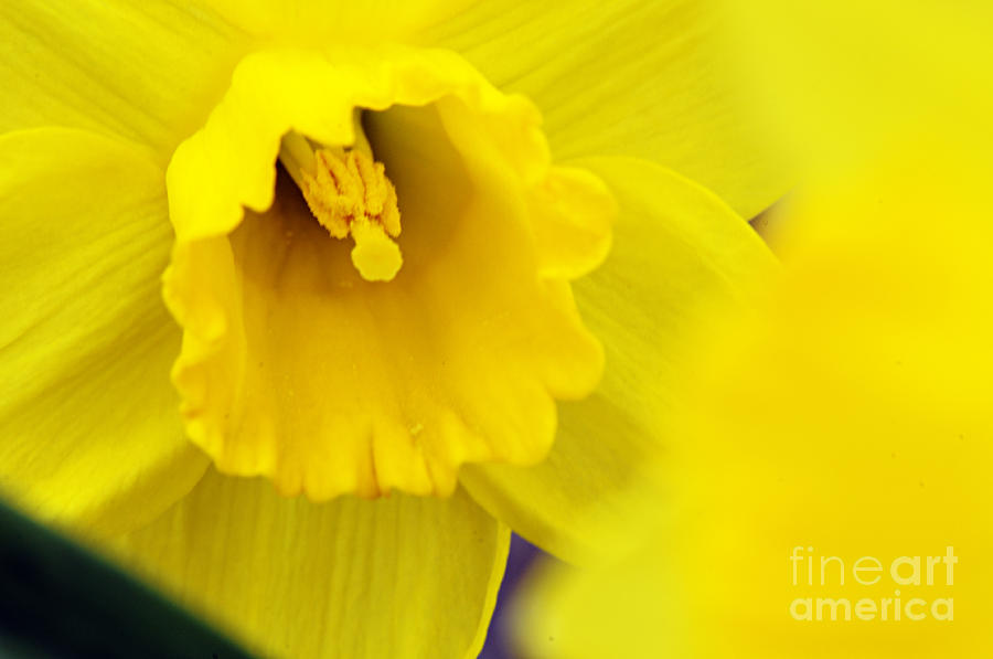 Yellow Photograph by Larry Ricker