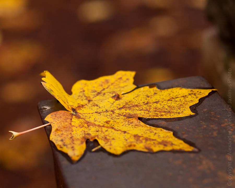 Yellow Leaf Photograph by Alexander Fedin