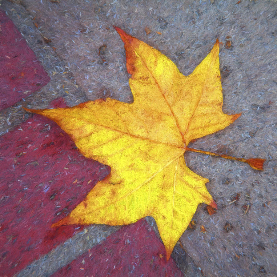 Fall Photograph - Yellow Leaf Autumn by Carol Leigh