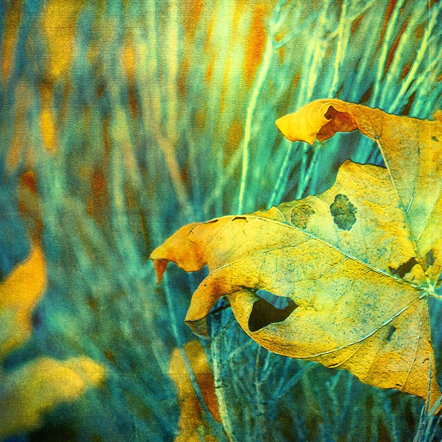 Yellow Leaf Photograph by Bonnie Bruno