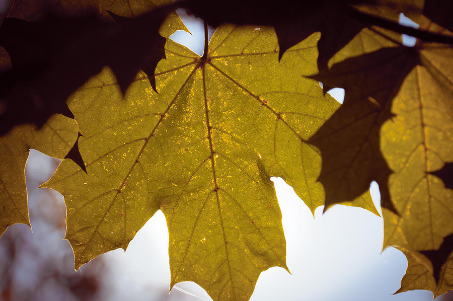 Yellow Leaf Closeup Photograph by Vlad Baciu