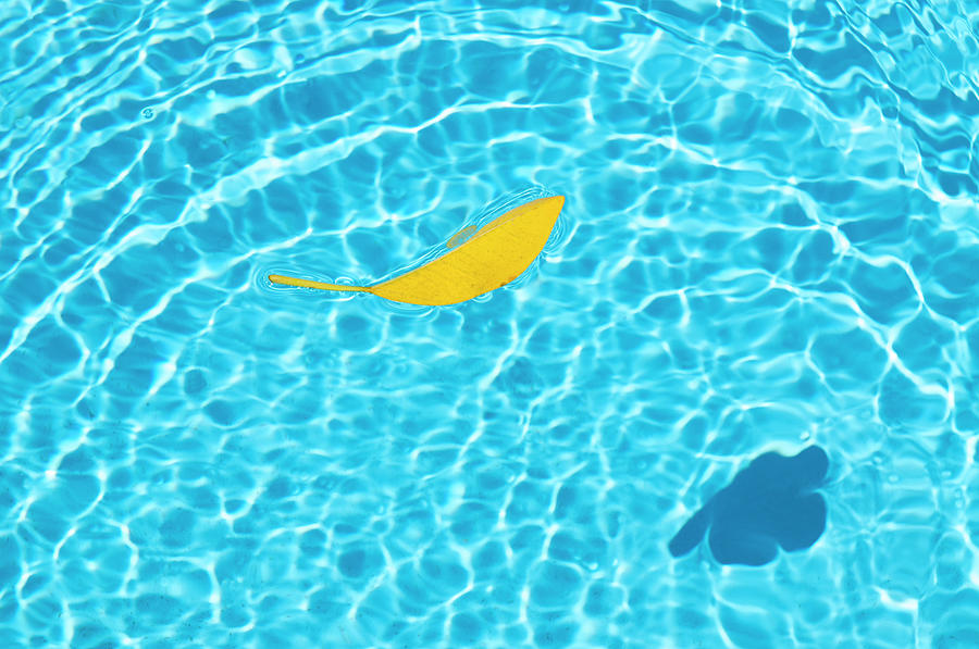 Yellow Leaf Floating In A Swimming Pool Photograph by Tobi Corney Yellow Leaf Floating In A Swimming Pool Photograph by Tobi Corney