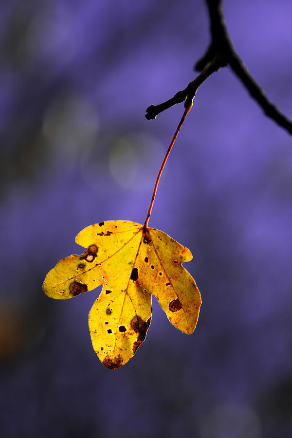 Yellow leaf Photograph by Mikel Martinez de Osaba