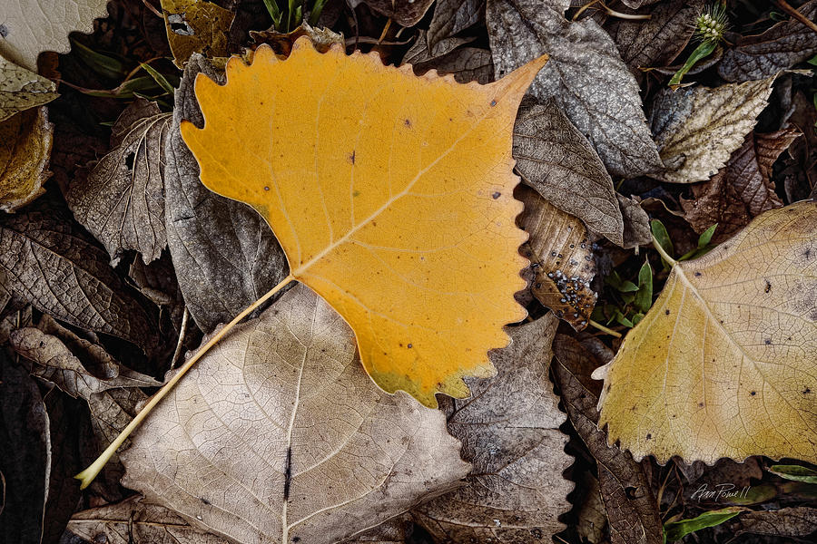 Yellow Leaf - nature photograph Photograph by Ann Powell