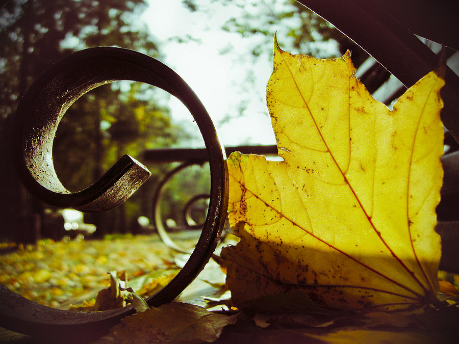Yellow leaf on a bench in a park Photograph by Vlad Baciu