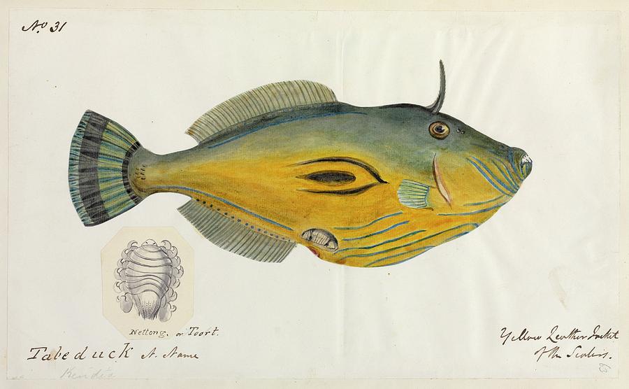 Yellow Leatherjacket Fish Photograph by Natural History Museum, London ...