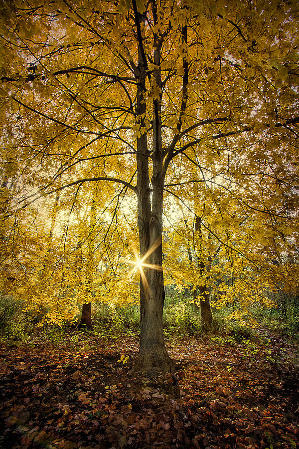 Yellow Leaved Tree Photograph by Laura James - Fine Art America