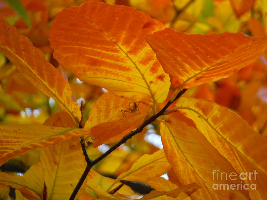 Yellow Leaves 4 Photograph by Paddy Shaffer