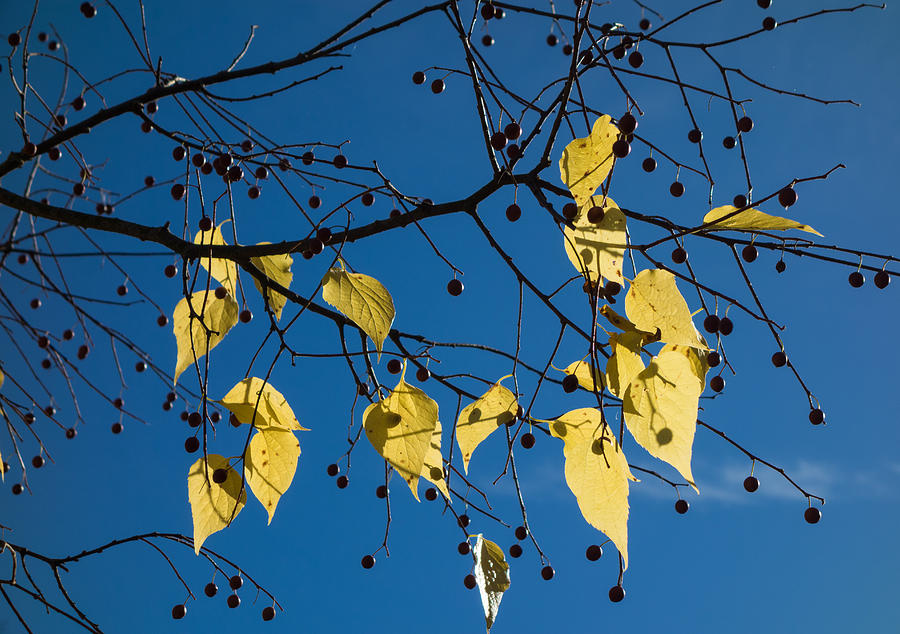 Yellow leaves and blue sky in autumn Photograph by Matthias Hauser