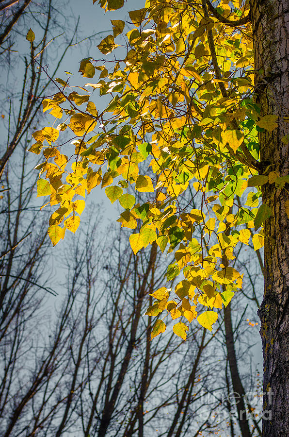 Yellow Leaves Photograph by Carlos Caetano