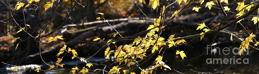 Yellow Leaves In Autumn Photograph by Linda Shafer