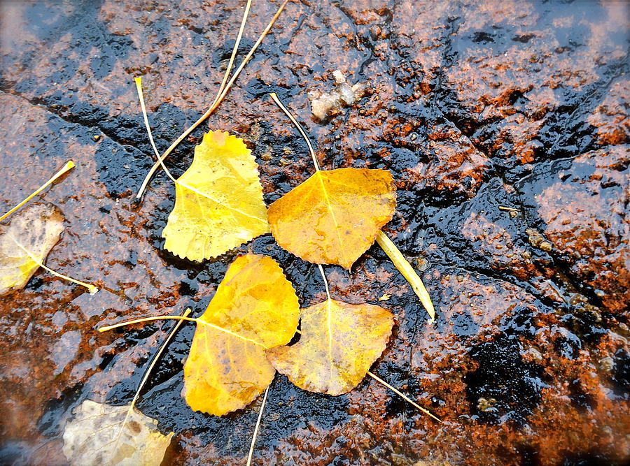 Yellow Leaves Photograph by Jody Partin