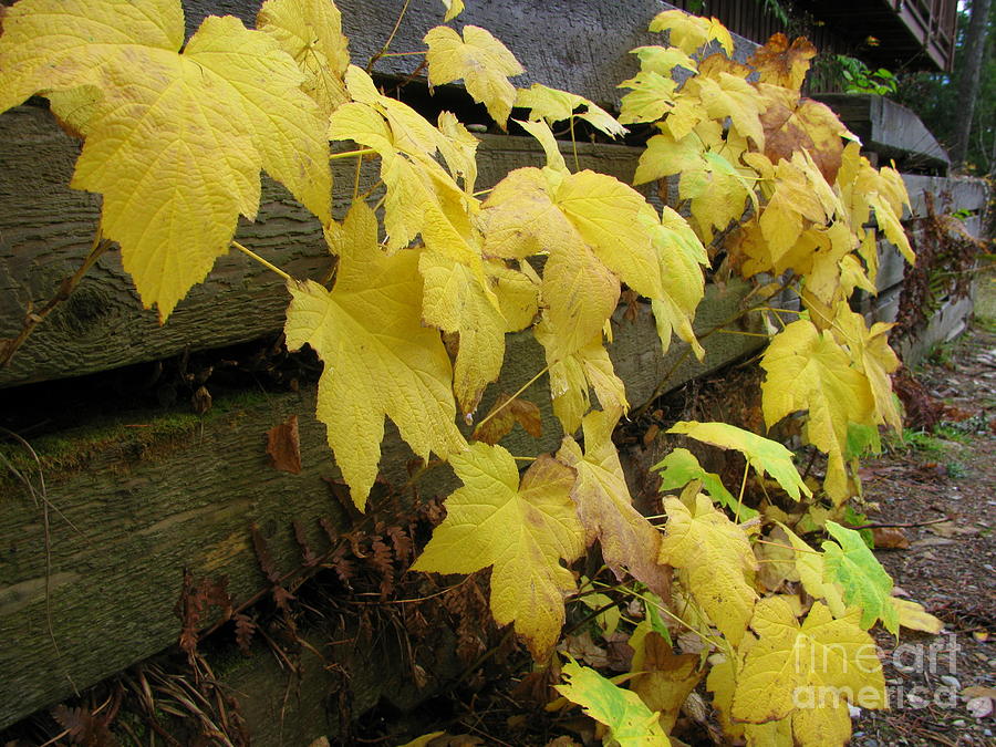 Yellow Leaves Photograph by Leone Lund