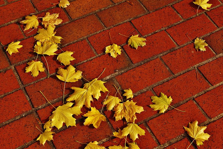 Yellow Leaves On Red Brick Photograph by Jean Goodwin Brooks