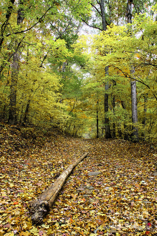 Landscape Photograph - Yellow leaves on the Pinhoti Trail by Barbara Bowen