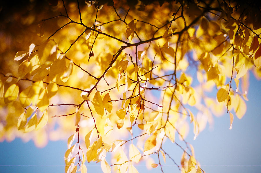 Yellow Leaves Photograph by Rachel Sherwood - Fine Art America