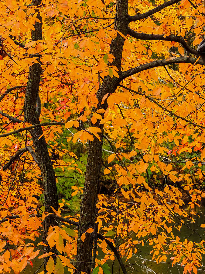 Yellow Leaves Photograph by Robert Mitchell