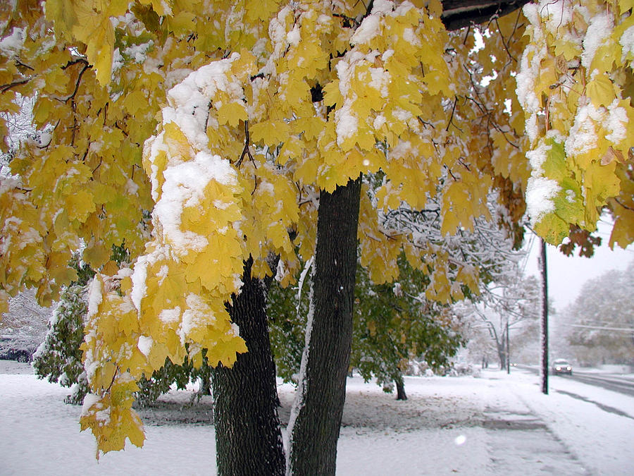Fall Photograph - Yellow Leaves Snow storm by Ken Branch