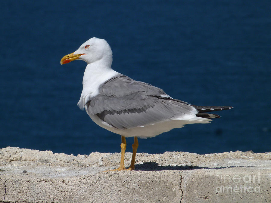 Yellow Legged Gull Photograph by Phil Banks
