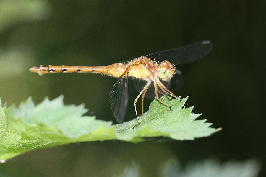 Yellow-legged Meadowhawk Dragonfly Photograph by Doris Potter