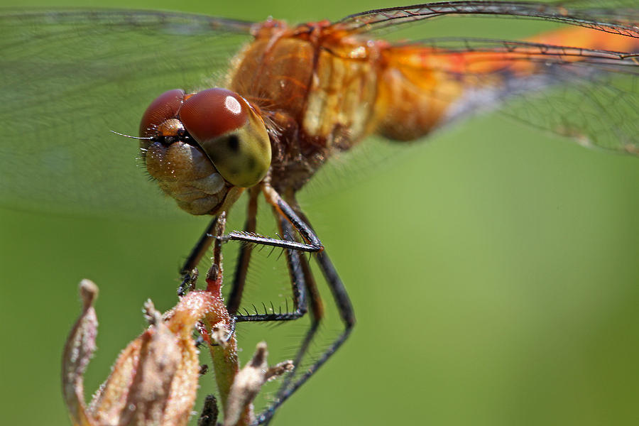 Yellow-Legged Meadowhawk Dragonfly Photograph by Juergen Roth