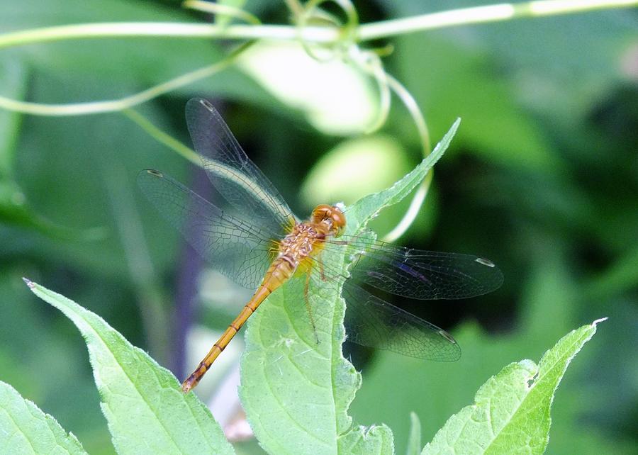 Yellow Legged Meadowhawk Photograph by Peggy King