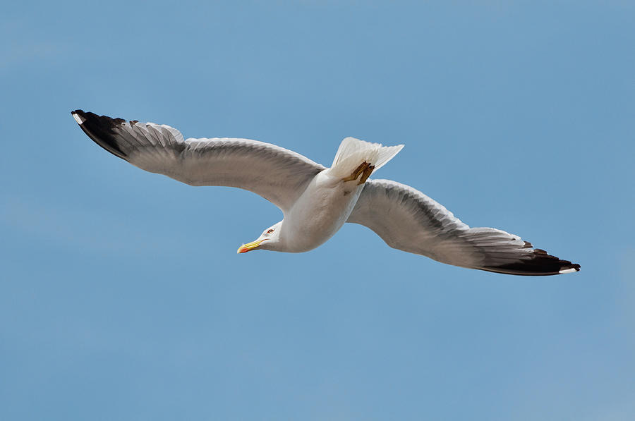 Yellow Legged Sea Gull Photograph by Dave Stamboulis Travel Photography